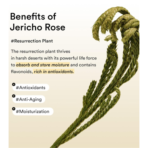 Abib - Parches para el contorno de ojos Collagen Jericho Rose Jelly