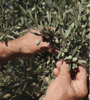 La Provençale Bio - Bálsamo iluminador nutritivo - Aceite de oliva Bio