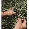 La Provençale Bio - Contorno de ojos antiedad - Aceite de oliva Bio