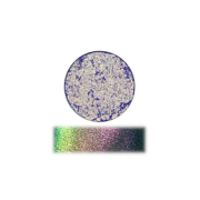 The Pastel Roses - Sombra de ojos individual multicromo - Prism